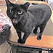 Thumbnail photo of BUDDY  cl #3