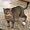 Thumbnail photo of Sam (Sweet Tabby) #1