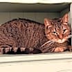 Thumbnail photo of Sam (Sweet Tabby) #2