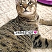 Thumbnail photo of Sebastian #1