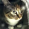 Thumbnail photo of Schubert #1