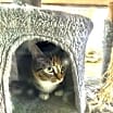 Thumbnail photo of Schubert #2