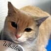 Thumbnail photo of Whitley #1