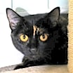Thumbnail photo of Mindi #1