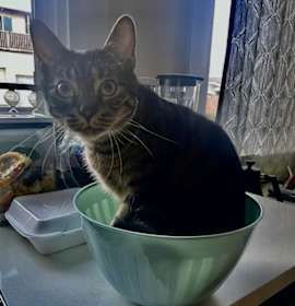 Photo of Ares