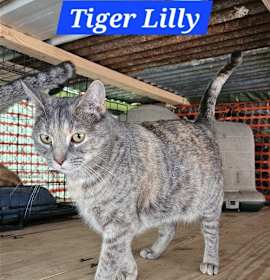 Photo of Tiger Lilly - NC