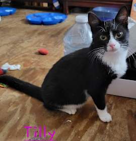 Photo of Tillie