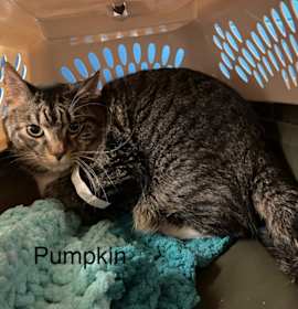 Photo of Pumpkin