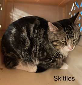 Photo of Skittles