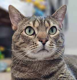 Photo of Asher 5120C