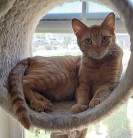Photo of Mousie (bonded to Shi-Shi)