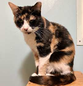 Photo of Blanche