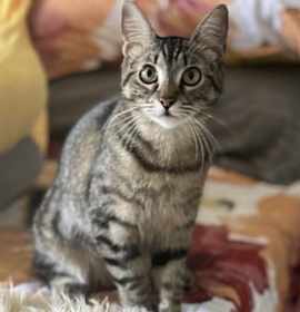 Photo of Miss Mittens (bonded to Bunny)
