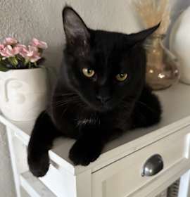 Photo of Jigolo