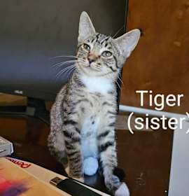 Photo of Tiger