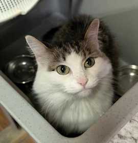 Photo of Niblet
