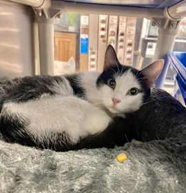 Photo of Tuxedo aka Tuxy *FEE WAIVED *