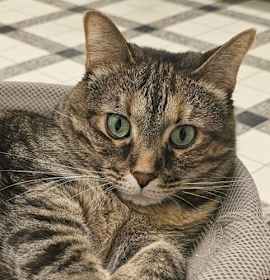 Photo of Hazel 4634C