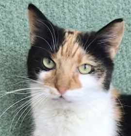 Photo of Ginger