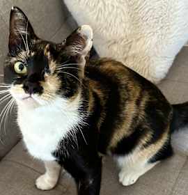 Photo of Rainbow 1-eye sweetie pie