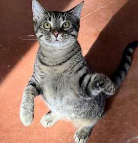 Photo of KITTEN BIG LIL GREYBOY