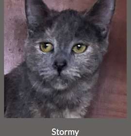 Photo of Stormy