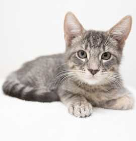 Photo of Thomas O'Malley