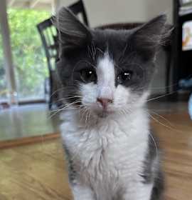 Photo of Misty