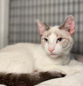 Photo of Will Pharaoh