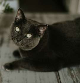 Photo of Grayson