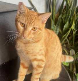 Photo of PUMPKIN