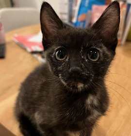 Photo of POLLY