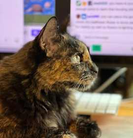 Photo of Hannah [Permanent Foster]