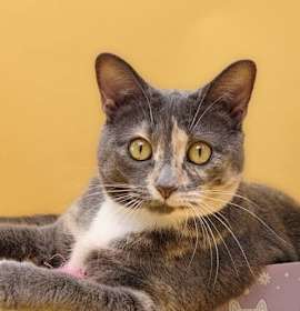 Photo of Donna 4676C