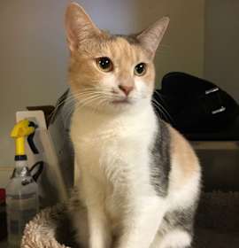 Photo of Celeste