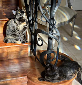 Photo of Bobbie and Billie bob tail