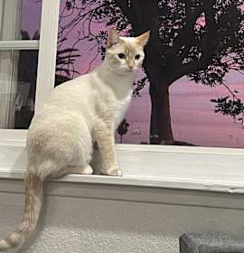 Photo of Poppy