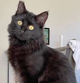 Photo of Fozzy Bear