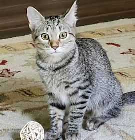 Photo of Olivia Benson