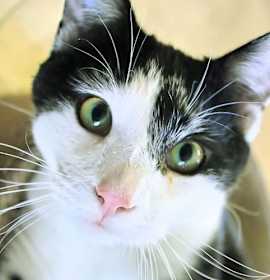 Photo of Harry - AC Kitty!