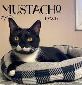 Photo of Mustacho