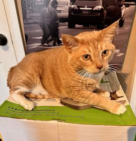 Photo of Pumpkin