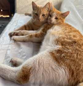 Photo of Bear and Munchkin
