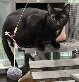 Photo of Loki