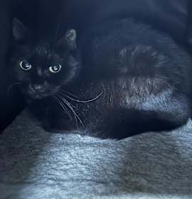 Photo of Skittle