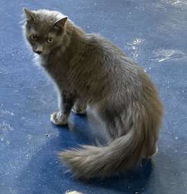 Photo of Arwen
