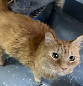 Photo of Julius