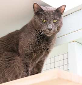 Photo of Nubbins