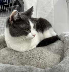 Photo of Snowbell "Bells"