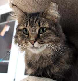 Photo of Angelica